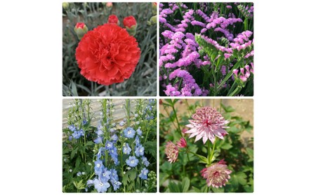 21年7月 8月 9月の3ヶ月連続お届け 生産者直送 旬の花詰め合わせ 5品種本以上保証 北海道月形町 ふるさと納税サイト ふるなび