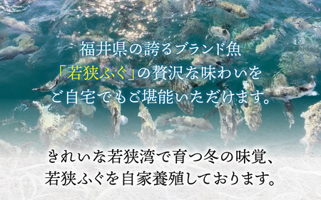 【冷蔵でお届け】 若狭ふぐ てっさ と 鍋 の B セット 小浜市 / ひろた  [BFBQ007] 【配送不可地域：北海道・沖縄・離島】 
