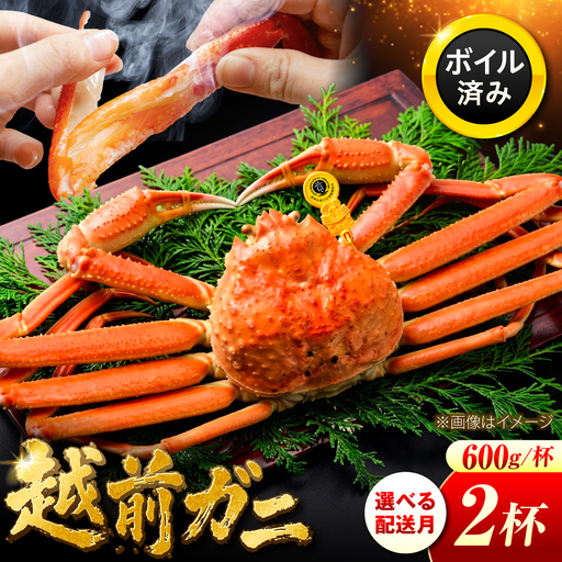 越前がに 600ｇ×2ハイ 【希望月指定可】  / 蟹 ズワイガニ ずわいがに ボイル 冷蔵 小浜市 / まるほ商店 【配送不可地域：北海道・沖縄・離島】[BFCS019]