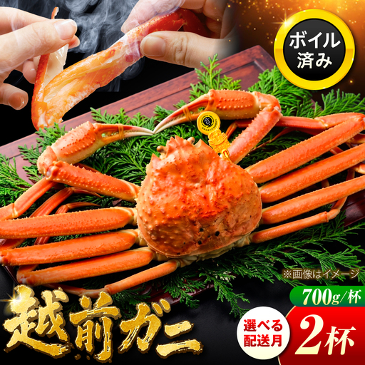 越前がに 700ｇ×2ハイ 【希望月指定可】  / 蟹 ズワイガニ ずわいがに ボイル 冷蔵 小浜市 / まるほ商店 【配送不可地域：北海道・沖縄・離島】[BFCS022]