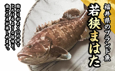 【着日指定可能】【冷蔵でお届け】若狭まはた刺身セット2人前   小浜市 / 若狭ふぐの宿 下亟 【配送不可地域：北海道・沖縄・離島】  [BFAF014] 