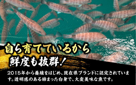 【着日指定可能】【冷蔵でお届け】若狭まはた刺身セット2人前   小浜市 / 若狭ふぐの宿 下亟 【配送不可地域：北海道・沖縄・離島】  [BFAF014] 