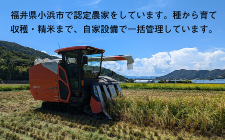 福井県産 ミルキークイーン 白米 10kg / 米 お米 おこめ 精米 ミルキークイーン 10キロ 小浜市 / Grow Farm [BFDI001] 