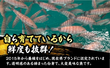 【着日指定可能】【冷蔵でお届け】若狭まはた刺身セット4人前   小浜市 / 若狭ふぐの宿 下亟 【配送不可地域：北海道・沖縄・離島】  [BFAF015] 