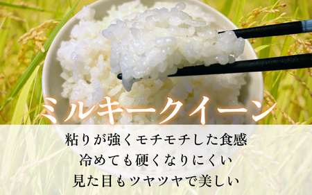 【 先行予約 /11月以降発送】 【令和7年産】 特別栽培米 福井県産 ミルキークイーン 10kg / お米 白米 ブランド米 小浜市 / 今富の宝 [BFCI004]