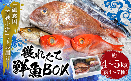 御食の国 若狭小浜より！獲れたて鮮魚BOX｜4から5kg 4から7種【配送不可地域：北海道、北東北（秋田、青森、岩手）、九州、沖縄、離島】 [BFAA060] 