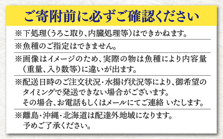 御食の国 若狭小浜より！獲れたて鮮魚BOX｜4から5kg 4から7種【配送不可地域：北海道、北東北（秋田、青森、岩手）、九州、沖縄、離島】 [BFAA060] 