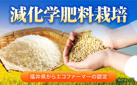 【 新米】【令和7年産】 福井県産 ラクト農法 コシヒカリ 玄米 10kg×2 （20kg） / 小浜市 / 北川博司 [BFDG007]