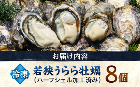 若狭うらら牡蠣 ハーフシェル 8個 生食可 / かき カキ 海鮮 小浜市 / 小浜海産物 【配送不可地域：北海道・沖縄・離島】[BFAA099]
