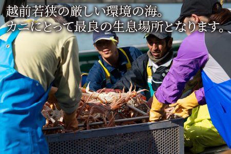 朝ゆで越前がに1杯　【1kg】