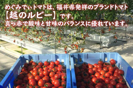 めぐみでぃトマト100％ジュース 500ml × 3本 若狭の恵 越のルビー [A-002004]