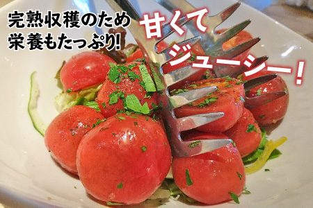 【訳あり】めぐみでぃトマト 3kg 若狭の恵 越のルビー 不揃い 産地直送[A-002005]