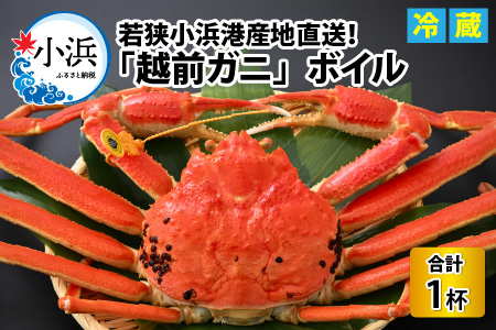 【加福鮮魚】「若狭小浜港産地直送」越前がに(ズワイガニ) ボイル1杯 [K-015003]