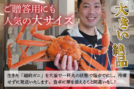 【加福鮮魚】「若狭小浜港産地直送」越前がに(ズワイガニ) ボイル1杯 [K-015003]