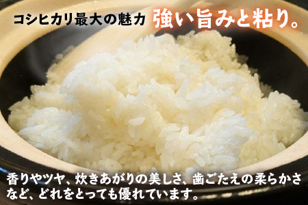 【令和5年産】福井県産コシヒカリ 白米10kg 若狭の恵 こしひかり [A-002018]