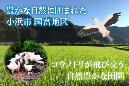 【令和6年産 新米】 福井県産こしひかり 白米 10kg[A-046005]