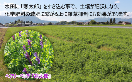 【先行予約】【令和7年産 新米】減農薬・減化学肥料の特別栽培コシヒカリ 白米 5kg 農家直送 福井県大野市産