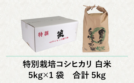 【先行予約】【令和7年産 新米】減農薬・減化学肥料の特別栽培コシヒカリ 白米 5kg 農家直送 福井県大野市産