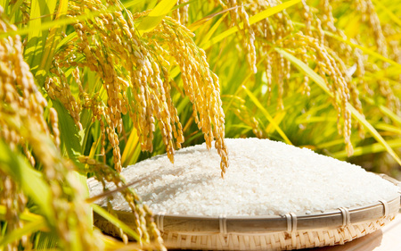 【令和7年産】大野産コシヒカリ（白米）5kg【大野ブランド米 名水育ち】[A-097002]