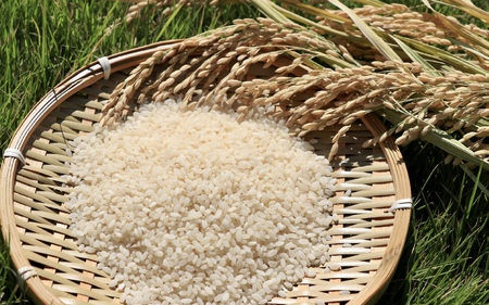 【先行予約】【令和7年産 新米】福井県大野産コシヒカリ（白米）10kg（5kg×2袋）