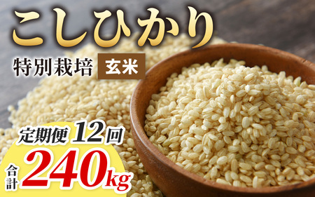 【令和7年産】【12ヶ月定期便】こしひかり 20kg × 12回 計 240kg【玄米】減農薬・減化学肥料 「特別栽培米」－地球にやさしいお米－[S-003001]