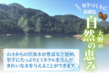 日本の美味い里芋を栽培！上庄里芋の種芋 2kg + 500g【2026年3月10日～出荷】 [A-001014]