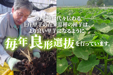 日本の美味い里芋を栽培！上庄里芋の種芋 2kg + 500g【2026年3月10日～出荷】 [A-001014]
