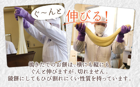 【年内配送】杵つき餅セット 32個 1.5kg分 丸もち 角もち 大野産たんちょうもち米 【12月24日までの入金確認分は年内お届け】