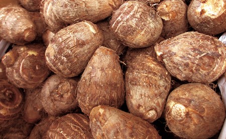 10月出荷分 ねっとりうまい煮崩れしない 越前大野の里芋 4kg A 福井県大野市 ふるさと納税サイト ふるなび