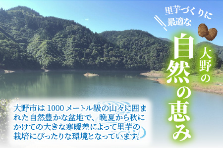 【先行予約】日本の美味い里芋！秋の味覚 上庄里芋 3kg【11月～年内出荷】