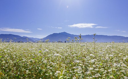 そばくるみせんべい 24枚入り1箱 奥越菓庵やまうち [A-023001]
