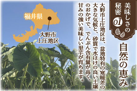 【12月発送分】上庄さといも 10kg 減農薬・減化学肥料の特別栽培里芋 農家直送