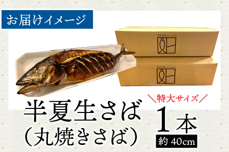 【先行予約】魚屋直送！大野名物 炭火焼き 半夏生さば（丸焼きさば）1本【2025年6月28日～7月10日お届け】