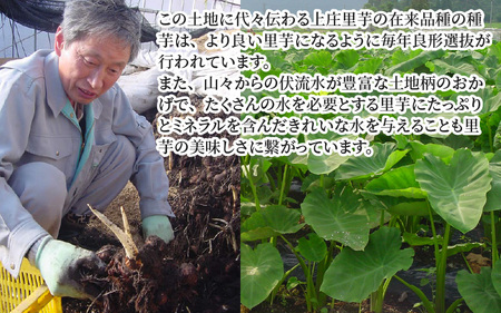 日本の美味い里芋！秋の味覚 上庄里芋 3kg【出荷：2026年3月～】