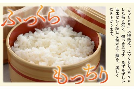 先行予約】令和7年産 新米 特別栽培米コシヒカリ 5kg ×1袋（無