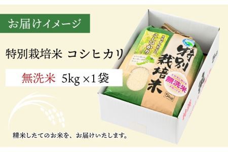 先行予約】令和7年産 新米 特別栽培米コシヒカリ 5kg ×1袋（無