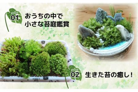 恐竜＋苔＋天然石が作り出す、癒やしの自然空間！ ジュラリウム手作りキット [B-070001]
