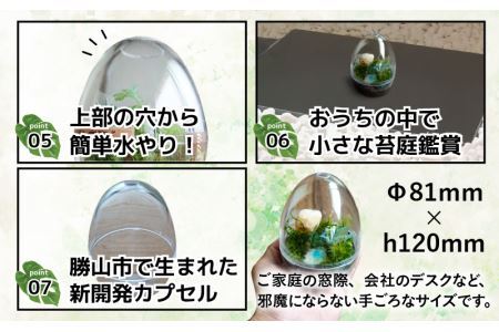 恐竜＋苔＋天然石が作り出す、癒やしの自然空間！ ジュラリウム Mサイズ [A-070002]