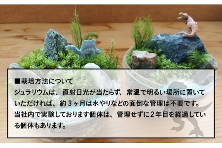 恐竜＋苔＋天然石が作り出す、癒やしの自然空間！ ジュラリウム Mサイズ [A-070002]