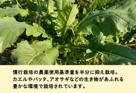 おろしそばに最適! 福井県産 辛味大根 4kg