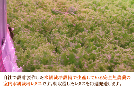【定期便】4週連続お届け！採れたてフレッシュな無農薬リーフレタス（合計800g）