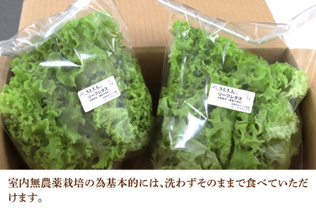 【定期便】4週連続お届け！採れたてフレッシュな無農薬リーフレタス（合計800g）