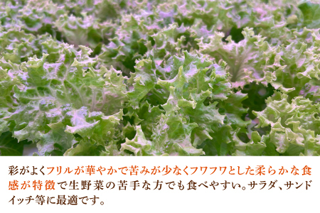 【定期便】4週連続お届け！採れたてフレッシュな無農薬リーフレタス（合計800g）