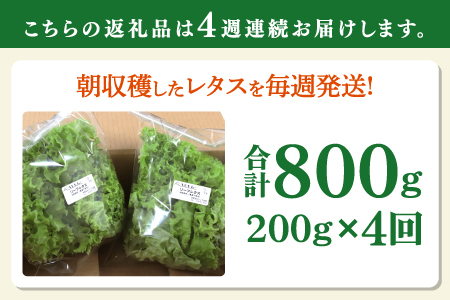 【定期便】4週連続お届け！採れたてフレッシュな無農薬リーフレタス（合計800g）