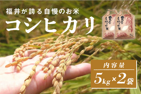 令和6年産　コシヒカリ　通常便（1回配送）計10kg（5kg×2袋）