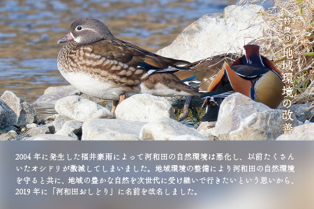 【数量限定】梵コラボ 純米大吟醸 地酒『河和田おしどり』