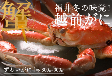 【特別価格期間延長！】【産地直送】福井冬の味覚！越前がに１杯 800～900ｇ