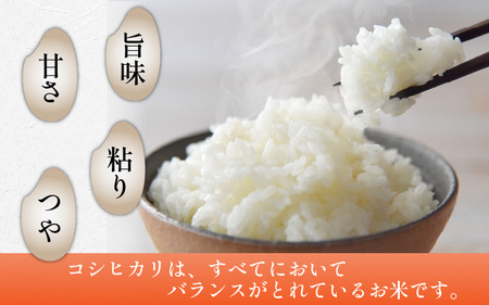 【令和6年産】 化学肥料不使用コシヒカリ  精米5kg（5kg×1袋） / 白米 米 福井県あわら市産 美味しい 特別栽培米 減農薬 安心な米 旨味 甘み もっちり エコファーマー こしひかり 冷蔵保管米 新米