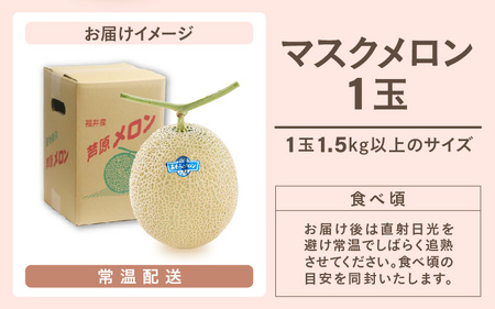 【先行予約】青肉マスクメロン（1.5kg以上 1玉入）味も見た目も抜群！アールスメロン  / あわら 期間限定 果物 フルーツ 産地直送 青肉 人気 ギフト 贈答 ※2026年7月上旬より順次発送  [aw039-a015]