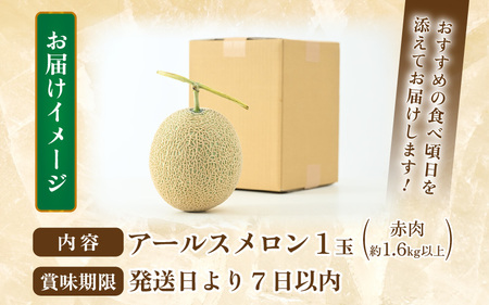 【先行予約】【赤肉】秋 アールスメロン 1玉（約1.6kg以上） 高級メロン！ ／ マスクメロン 大玉 果物 フルーツ 夏 ギフト 農家直送 ※2026年9月中旬以降発送  [aw065-a010]